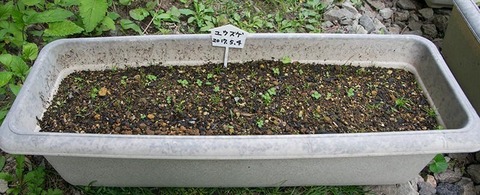 20170603yusuge_planter_1yB_20170504-01.jpg