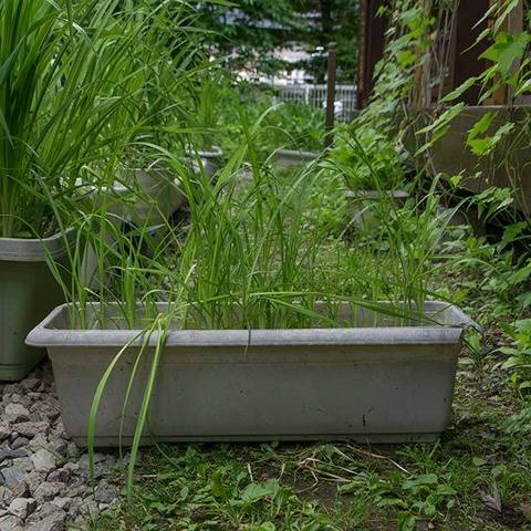 20170603yusuge_planter_3yA_20150414.jpg