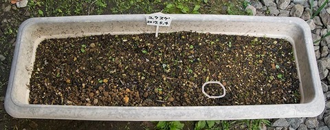 20170605yusuge_planter_1yB_20170504-01.jpg