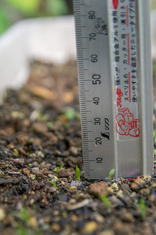 20170605yusuge_planter_1yB_20170504-02.jpg