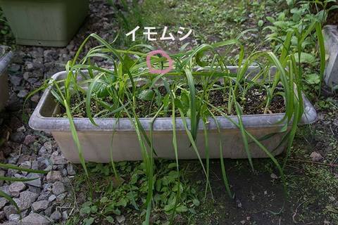 20170605yusuge_planter_Hy_imomushi02.jpg
