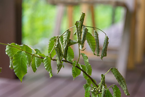 20170607banaB01.jpg