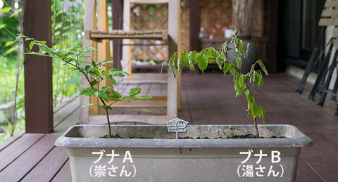 20170607bunaAB01_4y_01.jpg