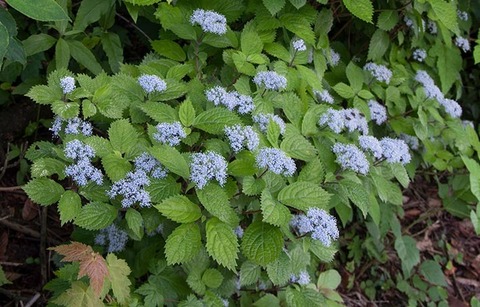 20170607museum-koajisai03_20100704.jpg