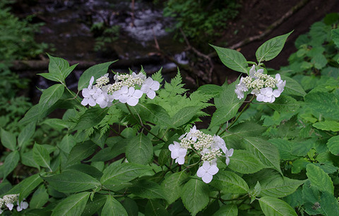 20170607museum-yamaajisai02_20150713.jpg