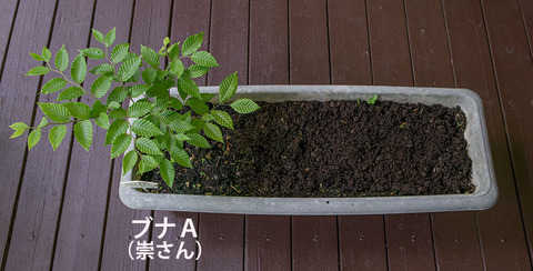 20170609banaA01.jpg