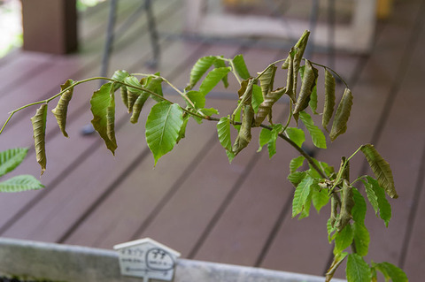 20170609banaB01.jpg