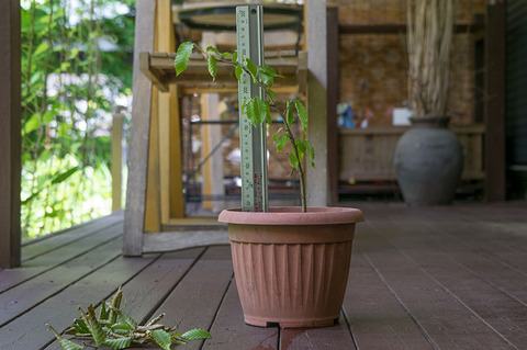 20170609banaB04.jpg