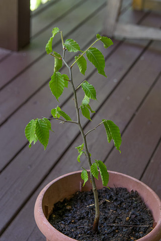 20170609banaB06.jpg
