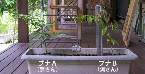 20170609bunaAB01_4y_01.jpg