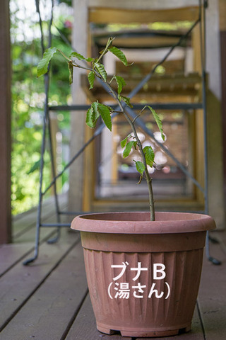 20170610banaB01.jpg