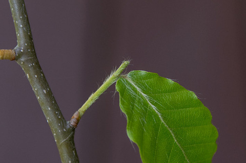 20170610banaB05.jpg