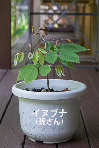 20170610inubuna_4y_son_01.jpg