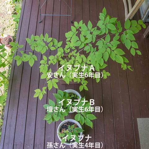 20170610inubuna_4y_son_06.jpg