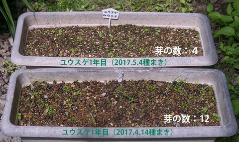 20170612yusuge_planter_1yAB_2017041420170504-01.jpg