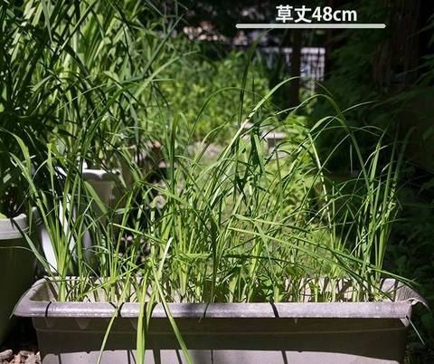20170612yusuge_planter_3yA_20150414.jpg
