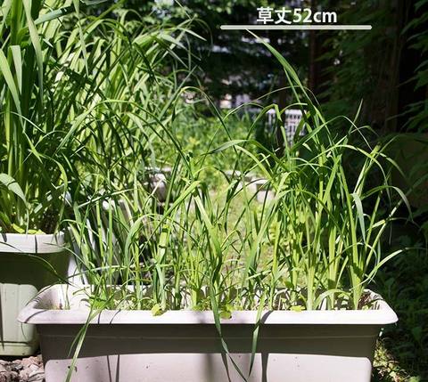 20170612yusuge_planter_3yB_20150510.jpg