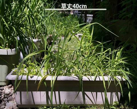 20170612yusuge_planter_4y_20140411.jpg