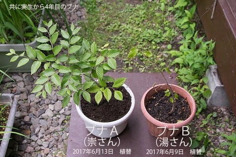 20170613bunaAB01_4y_01.jpg