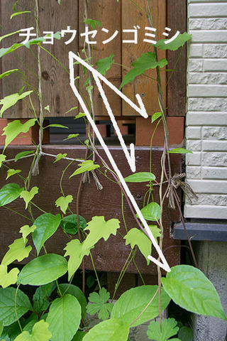 20170615midori02chousengomishi.jpg