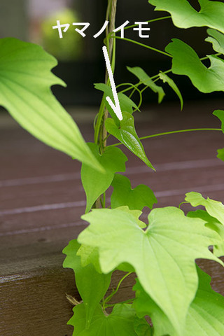 20170615midori03yamanoimo.jpg