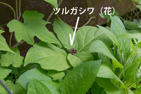 20170615midori04tsurugashiwa.jpg