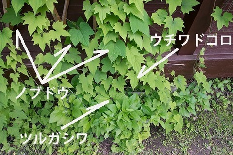 20170615midori05nobudou.jpg