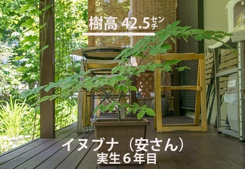 20170616inubuna_6y_an_01.jpg