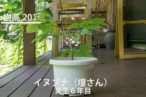 20170616inubuna_6y_dan_01.jpg