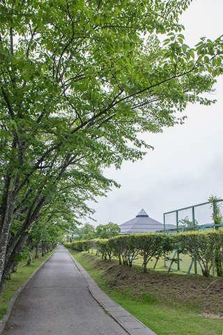 20170618yagasaki-sakura01.jpg