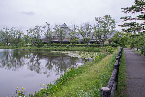 20170618yagasaki-suiren02.jpg