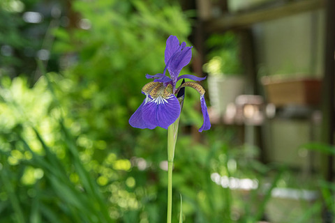 20170619ayame01.jpg