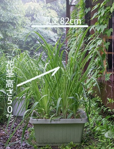 20170621yusuge_planterA_9y_01.jpg