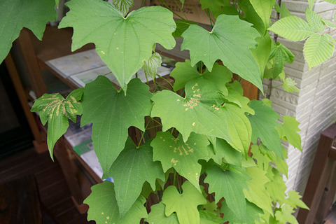 20170624midori-uchiwadokoro01.jpg