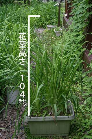 20170629yusuge_planterA_9y_01.jpg