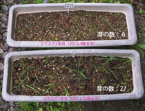 20170630yusuge_planter_1yAB_2017041420170504-01.jpg