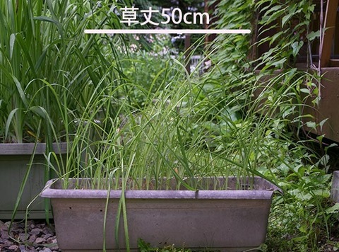 20170630yusuge_planter_3y_A_20150414.jpg