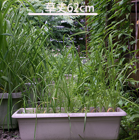 20170630yusuge_planter_3y_B_20150510.jpg