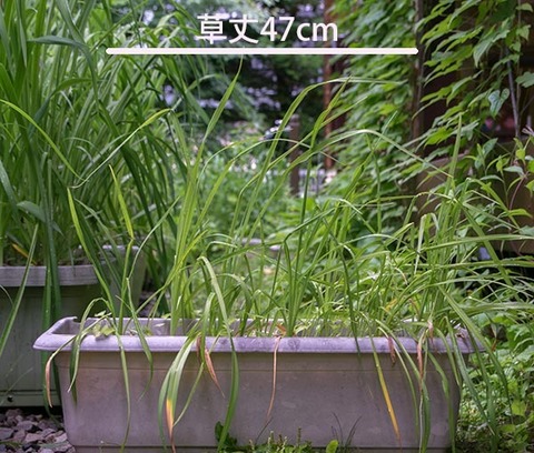 20170630yusuge_planter_4y_20140411.jpg