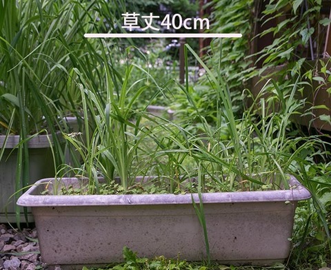 20170630yusuge_planter_5y_20130423.jpg