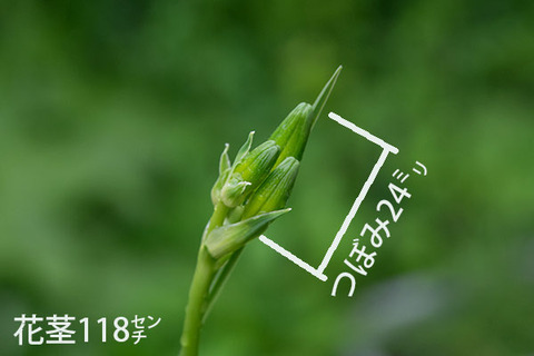 20170701yusuge_jiueA01.jpg