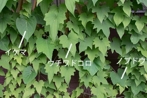 20170702midori01.jpg