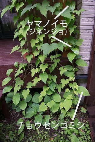 20170702midori02.jpg