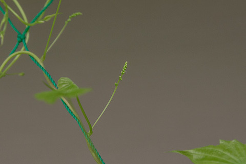 20170702midori03.jpg