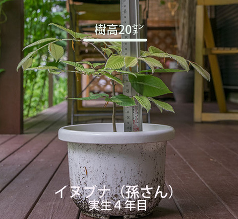 20170703inubuna_4y_son_01.jpg