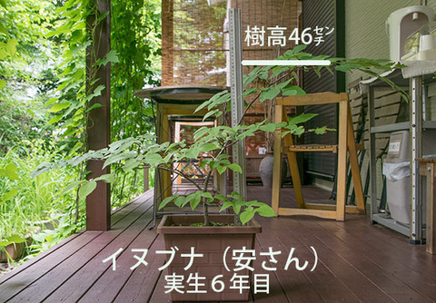 20170703inubuna_6y_an_01.jpg