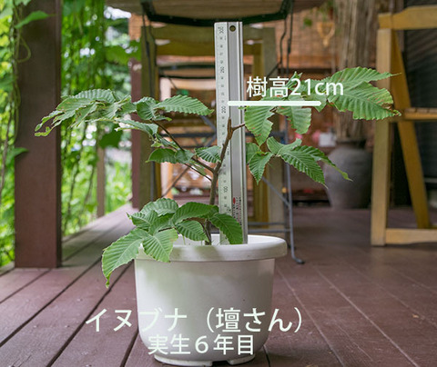20170703inubuna_6y_dan_01.jpg
