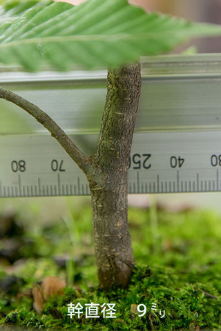 20170703inubuna_6y_dan_03.jpg