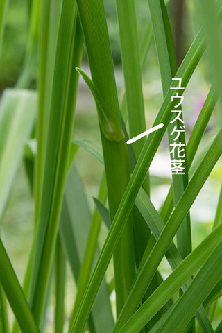 20170703yusuge_9y_potA_02.jpg