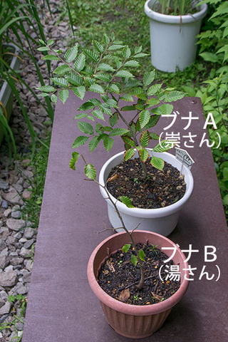 20170707bunaAB01_4y_01.jpg